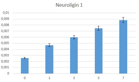 Grafikon 5. Izražaj Neuroligina 1 tijekom diferencijacije stanica. Razina izražaja tijekom diferencijacije stanice poveća se za 70 % od nultog dana diferencijacije.