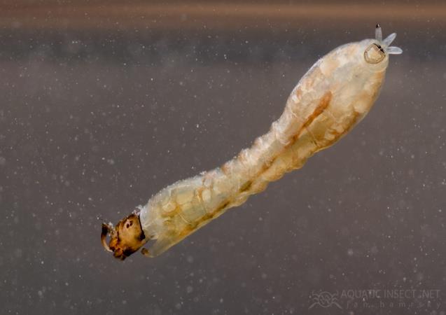 Coleoptere imaju tvrda krila, ali i ostali delovi su jako sklerotizovani. Glava je prognata, sa usnim aparatom za grickanje. Antene su različito građene.