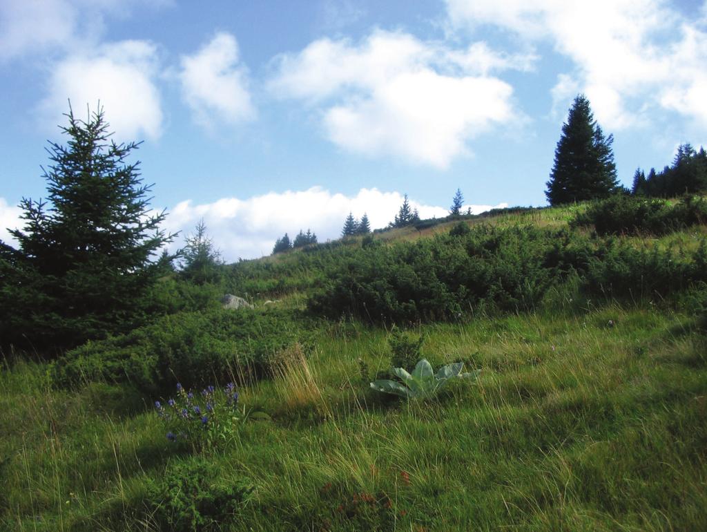 ма: Juniperus sibirica и Vaccinium myrtillus. Смрча и даље живи на Копаонику, пењући се до самог врха планине. Представљена је посебном висинском расом (Picea abies ecosubspec.