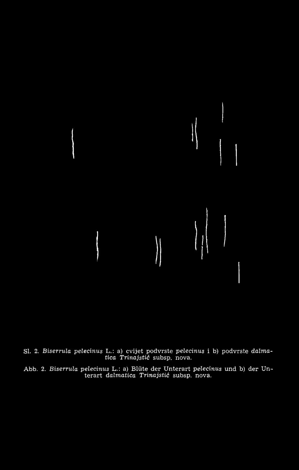 SI. 2. Biserrula pelecinus L.: a) cvijet podvrste pelecinus i b) podvrste dalmática Trinajstić subsp. nova. Abb.