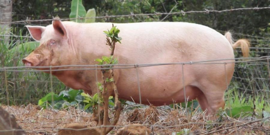 СТОЧАРСТВО Исхрана свиња у различитим фазама производње Исхрана свиња у супрасности Супрасност свиња је фаза репродуктивног циклуса у којој се хранљиве материје кумулирају како у фетусима и
