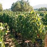 zaštitu bilja; na površinama koje se navodnjavaju od 1. novembra do 15. marta. Pri tretiranju sprečiti kontakt zelenih delova voća i vinove loze sa sredstvom.
