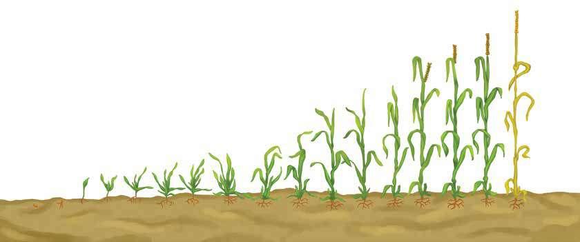 Siran 40 SC (1,25 l/ha) Siran 750 WG (80 g/ha) + Trend 90 ili Imox (0,1%) Rimex (60 g/ha) + Imox (0,1%) Coragen 20 SC (0,1-0,15 l/ha) Mont 960 (1,4-1,6 l/ha) Mustang (0,6 l/ha) Motivell Extra 6 OD