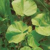 Apsorbuje se folijarno i translocira po svim delovima biljke sprovodnim sudovima ksilema i floema. DELOVANJE: herbicid na bazi aktivne materije Dikvat dibromid, koji pripada grupi Dipiridina.