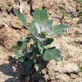 pakovanje: 1 l, 5 l JEDNOGODIŠNJE ŠIROKOLISNE KOROVSKE VRSTE štir obični (Amaranthus retroflexus), kereće grožđe (Solanum nigrum), pepeljuga (Chenopodium album), divlja paprika (Polygonum spp.