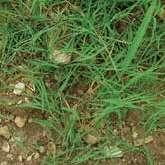 convolvulus), hoću-neću (Capsella bursa-pastoris), pepeljuga obična (Chenopodium album), tatula obična (Datura stramonium), dvornik obični (Polygonum persicaria), gorušica poljska (Sinapis arvensis),