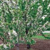 vinove loze (Uncinula necator). prouzrokovač mrke pegavosti lista višnje i trešnje (Blumeriella jaapii).