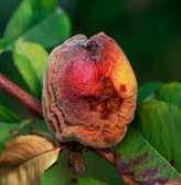 .. ) prouzrokovač sušenje cvetova i grančica kao i mrku trulež (Monilinia laxa) u zasadu višnje; prouzrokovač truleži plodova (Monilinia fructigena) u zasadu breskve; prouzrokovač sive truleži