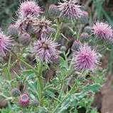 convolvulus), pepeljuga (Chenopodium album), palamida (Cirsium arvense) konica obična (Galinsoga parviflora), dvornik veliki (Polygonum lapathifolium), pomoćnica obična (Solanum nigrum), gorčika