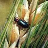 INSEKTICIDI NESISTEMIČNI INSEKTICID SA KONTAKTNIM I DIGESTIVNIM DELOVANJEM SISTEMIČNI INSEKTICID SA KONTAKTNIM I DIGESTIVNIM DELOVANJEM žitna pijavica (Lema melanopus) i grozdovog smotavca (Lobesia