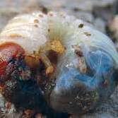 brojnosti muva nađenih na žutim lepljivim trakama, a II tretman 10 do 14 dana kasnije Tretman odmah po pojavi prvih jedinki larve skočibuba-žičnjaka (Elateridae) i larve gundelja-grčice