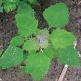 bursapastoris), pepeljuga obična (Chenopodium album), pepeljuga srcolisna (Chenopodium hybridum), tatula obična (Datura stramonium), konica obična (Galinsoga parviflora), bulka obična (Papaver