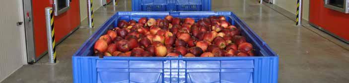 Inhibira starenje i zrenje voća posle berbe radi produženja svežine i čvrstine ploda i očuvanja kvaliteta (održavanje sadržaja voćnih kiselina) tokom čitavog perioda skladištenja REGULATOR RASTA