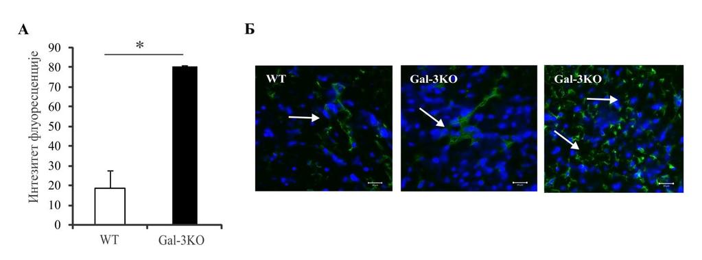 Слика 4. Оболели Gal-3КО мишеви имају већу количину IgG депозита и већи број IgG позитивних ћелија у односу на WT мишеве. А.