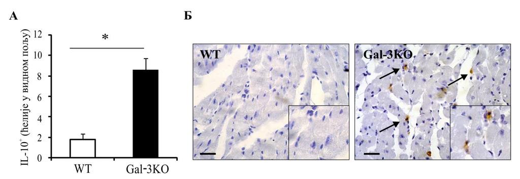 4.11. Оболели Gal-3КО мишеви имају већи број IL-10+ ћелија у срцу Обзиром да је познато да IL-10 има антифибротички ефекат и да утиче на депоновање колагена [284], у наставку истраживања испитивали