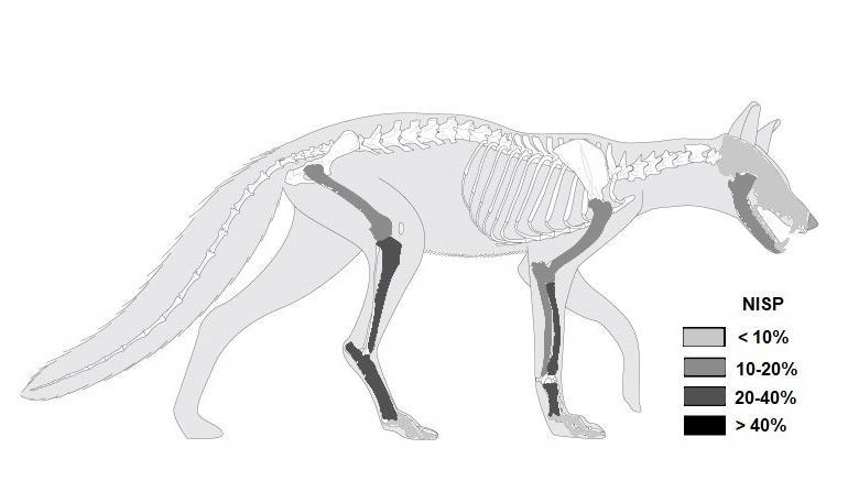 s kostiju, može se pretpostaviti kako je lisica bila bitna u mezolitičkoj ekonomiji u Žukovici, te vjerojatno i bitan dio ljudske prehrane. Slika 12.