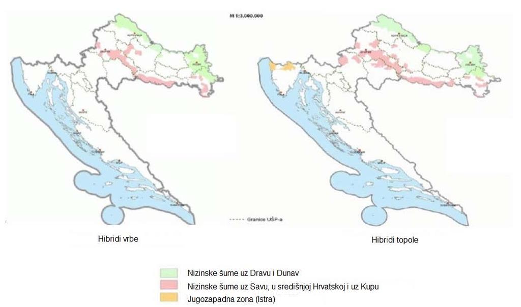 U Hrvatskoj su provedena istraživanja i dobiveni su prvi rezultati u energetskim nasadima selekcioniranih klonova stablastih vrba i topola, odnosno mogućnosti proizvodnje biomase u zavisnosti od