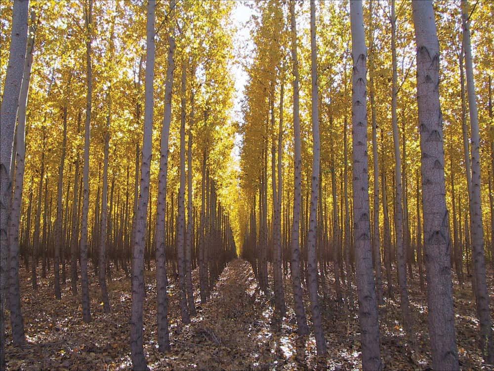 2.1.3. Topola Topola (Populus spp.) je stablo koje pripada obitelji Salicaceae, te se naširoko koristi u tradicionalnom šumogojstvu i šumarstvu.