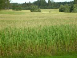 2.1.5. Reed Canary Grass (RCG) RCG je višegodišnja biljka C3 metabolizma koja obično raste u vlažnim područjima.