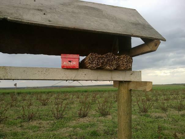 Slitarna pčela leti u krug 200-250 m d svg gnezda-kućice. Stga je za efikasn prašivanje vćnjaka raspred kućica d velike važnsti.