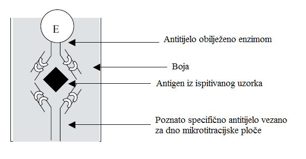 prisutnost kompleksa antitijelo-antigen-antitijelo. U većini slučajeva kao kromogen se koristi tetrametilbenzidin pri čemu dolazi do razvitka plave boje. Potom se dodaje STOP otopina (npr.