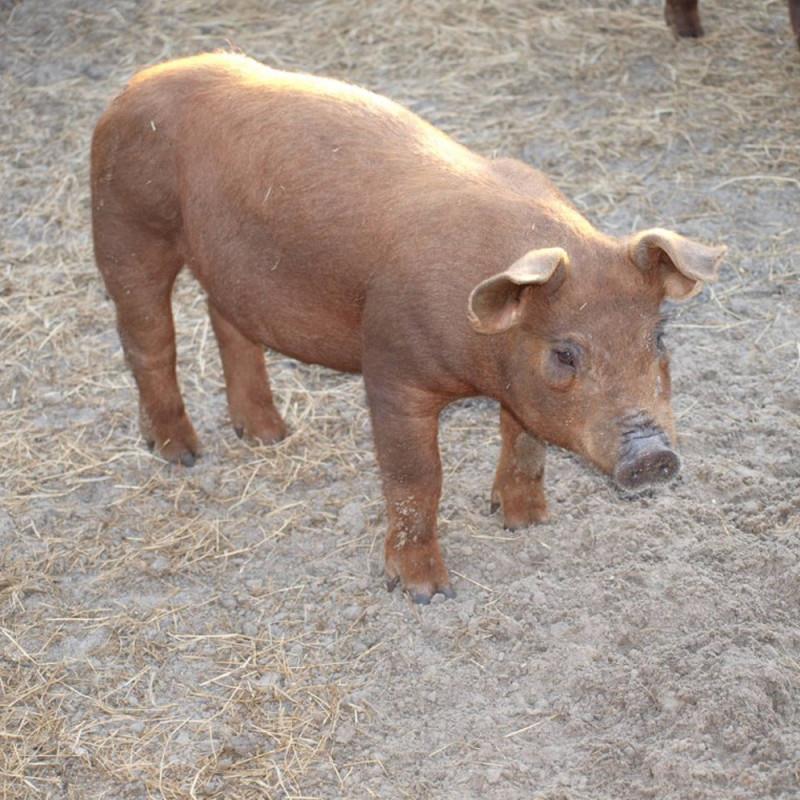 Durock je pasmina svinja nastala u 19. stoljeću u Sjedinjenim Američkim Državama, a nastala je miješanjem američke domaće pasmine i crvene Yersey pasmina.