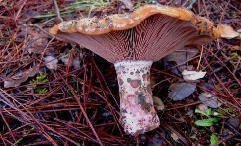 3.3. Lactarius sanguifluus Lactarius sanguifluus poznatija kao Krvna mlečnica ili Vrsovnica. Jedna je od najukusnijih gljiva iz porodice Russulaceae (Slika 5 i 6). Slika 5.