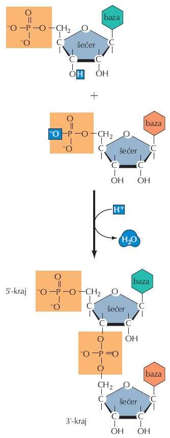Nukleinske kiseline Polimerizacija nukleotida podrazumjeva stvaranje fosfodiestarskih veza između 5 -fosfata jednog nukleotida i 3 -hidroksila