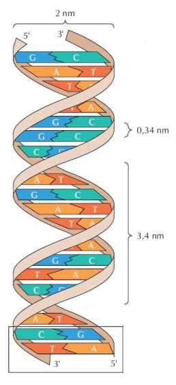 Nukleinske kiseline DNA je dvostruka molekula koja se sastoji od dva suprotno usmjerena polinukleotidna lanca.
