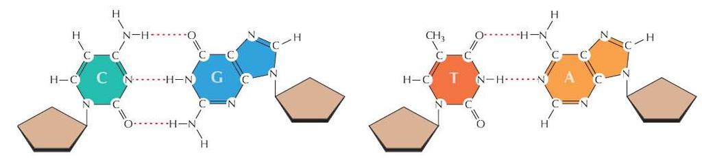 Nukleinske kiseline Adenin se sparuje s timinom, a gvanin s citozinom.