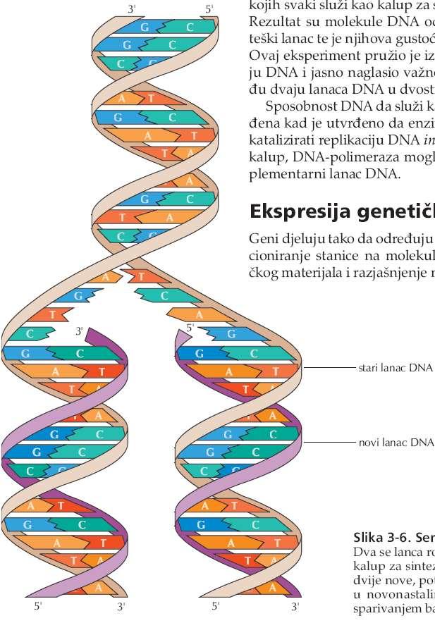 Dva se lanca roditeljske DNA razdvajaju i svaki od njih služi kao