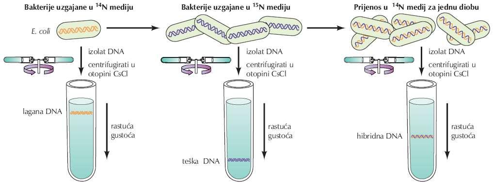 Bakterije uzgajane u mediju koji je sadržavao izotop dušika (14N) prenesene su u medij koji sadržava teški izotop dušika (15N) te su tu uzgajane tokom nekoliko generacija.
