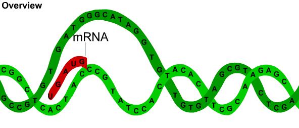 Proces traskripcije i translacije. RNA se fromira kao linearan slijed aminokiselina, koji se naknadno savija u trodimenzionalnu formu proteina.