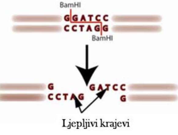 Poznata su tri tipa restrikcijskih endonukleaza (prema vrsti sekvence koju prepoznaju, prirodi cijepanja DNA i strukturi enzima).