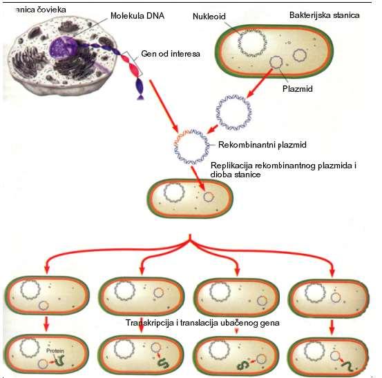 Ubacivanje ljudskog gena u plazmidnu DNA; rekombinantni plazmid umnožava se u bakterijskoj