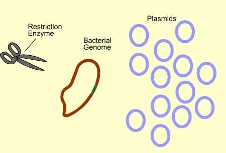 Bakterijska DNA mora biti izrezana na manje fragmente.