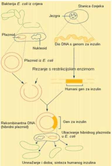 Primjena rekombinantne DNA u medicni Proizvodnja velikih količina različitih supstanci za liječenje različitih bolesti (inzulin, hormon rasta, faktori rasta, faktori zgrušavanja te