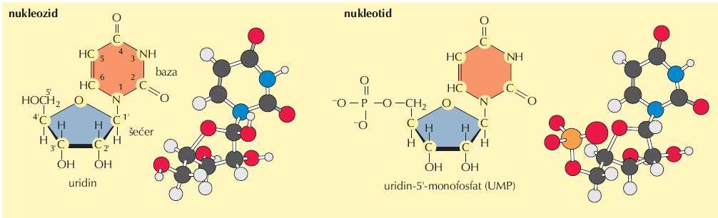 Nukleinske kiseline Baza nukleinske kiseline vezana samo na šećer je nukleozid.