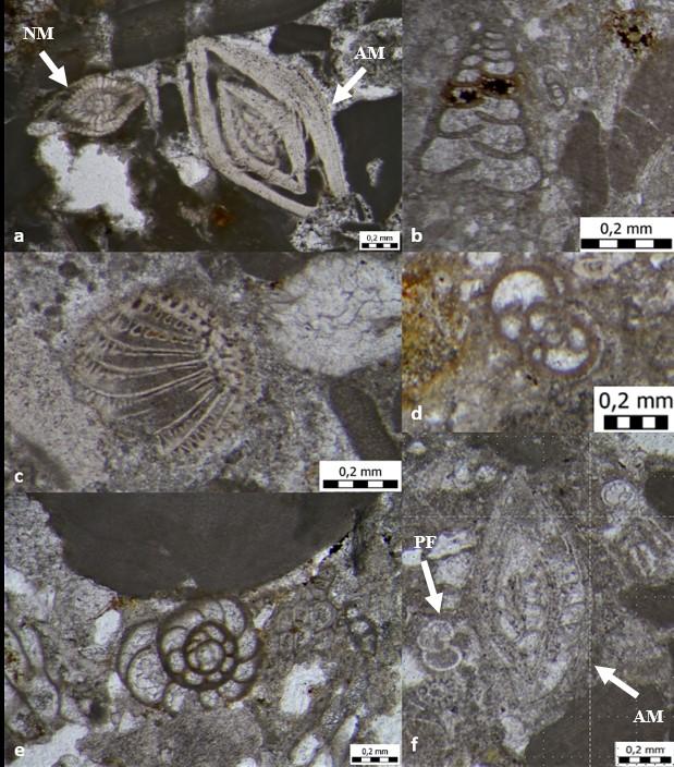 5.1.4. FORAMINIFERE Bentičke foraminifere pouzdani su pokazatelji paleoekoloških promjena (Zágoršek et al., 2009; Martinuš et al., 2013).