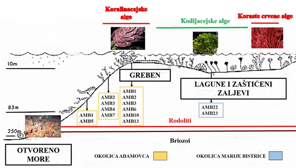 Unutar šestog, B-K grainstone-a, sedmog, K-B packstone-a i osmog, B-K packstone-a, uočeno je miješanje pučinskih organizama s dubljevodnim. Dominiraju koralinacejske alge i briozoi raznih oblika.