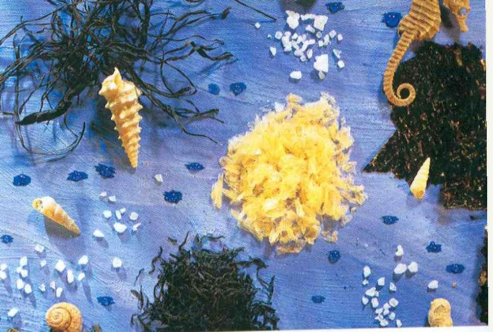 Godino 1967. botaničaru Jr.mu i u kuhanju (u juhama, salatama Leonardo, koji je prolazio domo i dr.). rodačkom tržnicom u Čadu, pozornost je privukla modrozelena tvar u obliku dvopeka.