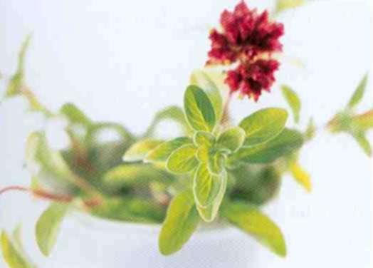 Borovnica, obična (Vaccinium myrtillus) Ekstrakt obične borovnice koristi se za poboljšavanje cirkulacije te održavanje krvnih žila čitavog organizma.