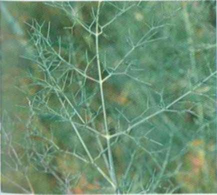 Južnoamei ički grm boldo (Peumus boldus) je kao dopuna zdravlju kože, kose i noktiju. Pokazalo se da ima crijeva, potiče probavu i posebno se preporučuje dojiljama.