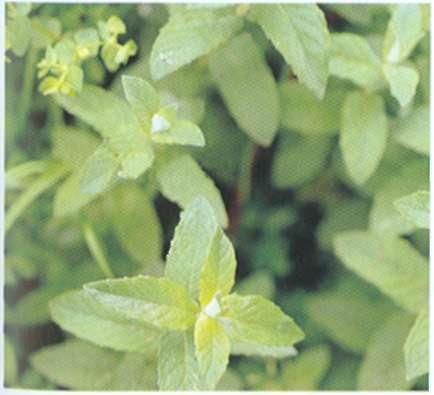 Majčina dušica (Thymus vulgaris) To jc zdrava i korisna biljka s jakim antibakterijskim djelovanjem. Vrlo je učinkovita u borbi protiv bronhijalnog kašlja i hripavca te bronhijalnog katara.