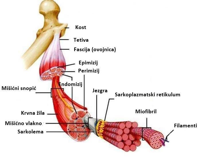 Slika 1. Građa mišića (preuzeto i modificirano prema Shier i sur., 20