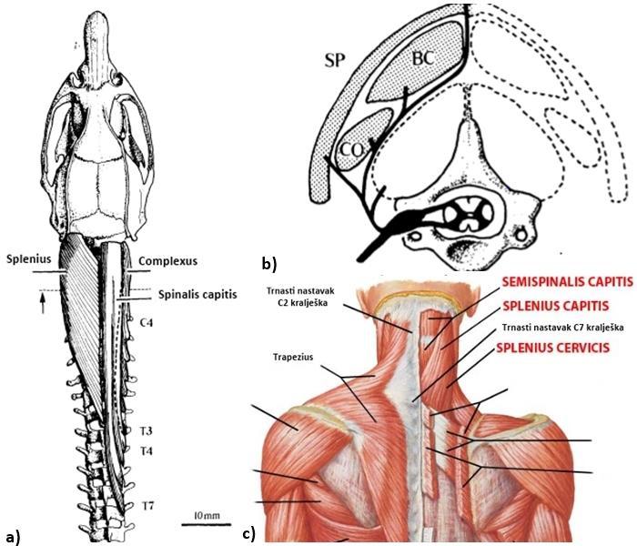 kralježnice (Gray, 1918). Zavojni mišić vrata je parni mišić vrata i leđa.