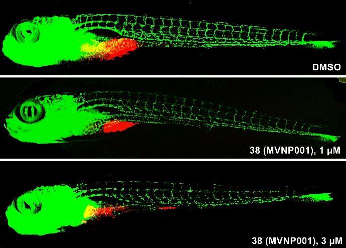 lika 45. Ispitivanje antitumorskog dejstva jedinjenja 38 (MVP001) - ksenograft model tumora na embrionima zebra-ribica (MCF-7 ćelijska linija). Tumor je predstavljen crvenom bojom.