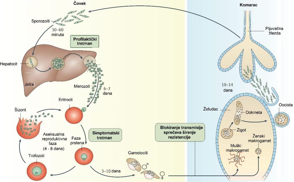 lika 1. Životni ciklus parazita malarije i Iz sporozoita višestrukom aseksualnom fisijom nastaje na hiljade merozoita koji se oslobađaju u krvotok gde napadaju eritrocite.