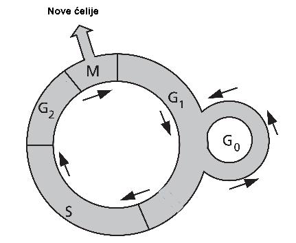 U procesu citokineze u okviru M faze, od jedne ćelije nastaju dve ćerke ćelije. ovonastale ćelije mogu nastaviti ciklus ili ostati u stanju mirovanja (G0 faza).