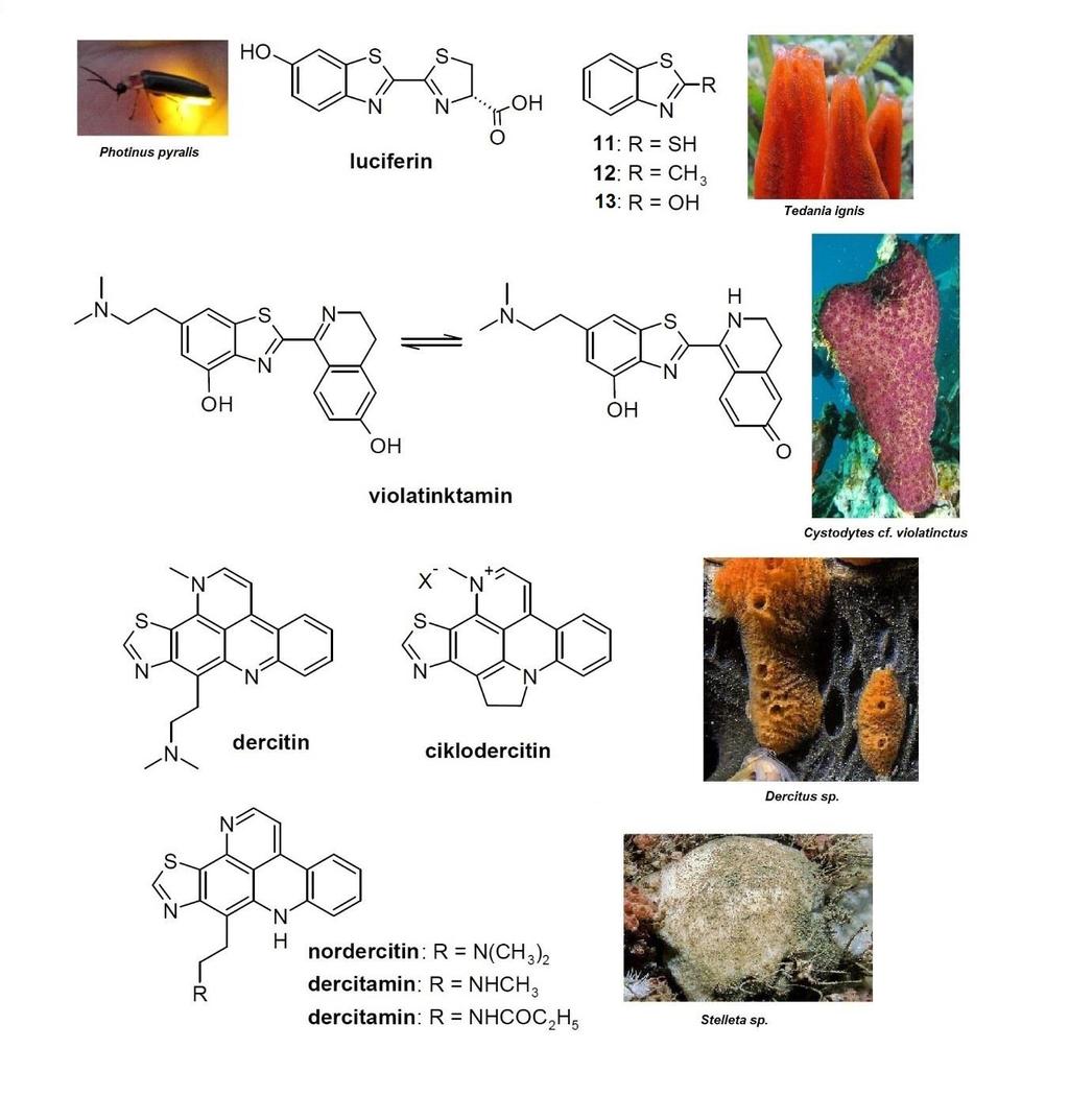 lika 15. Prirodni proizvodi derivati benzotiazola a slici 16 prikazani su sintetički derivati benzotiazola koji se primenjuju u klinici.